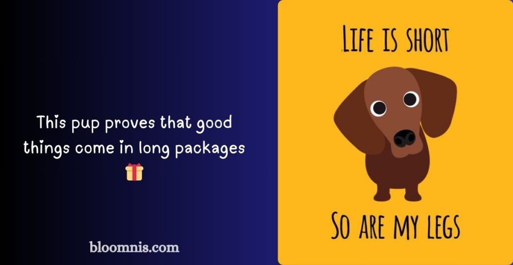 Short Jokes Featuring Wiener Dogs