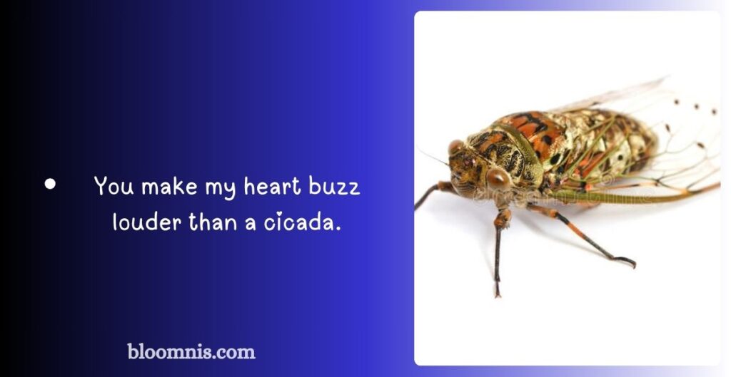 Cicada Graduation Captions