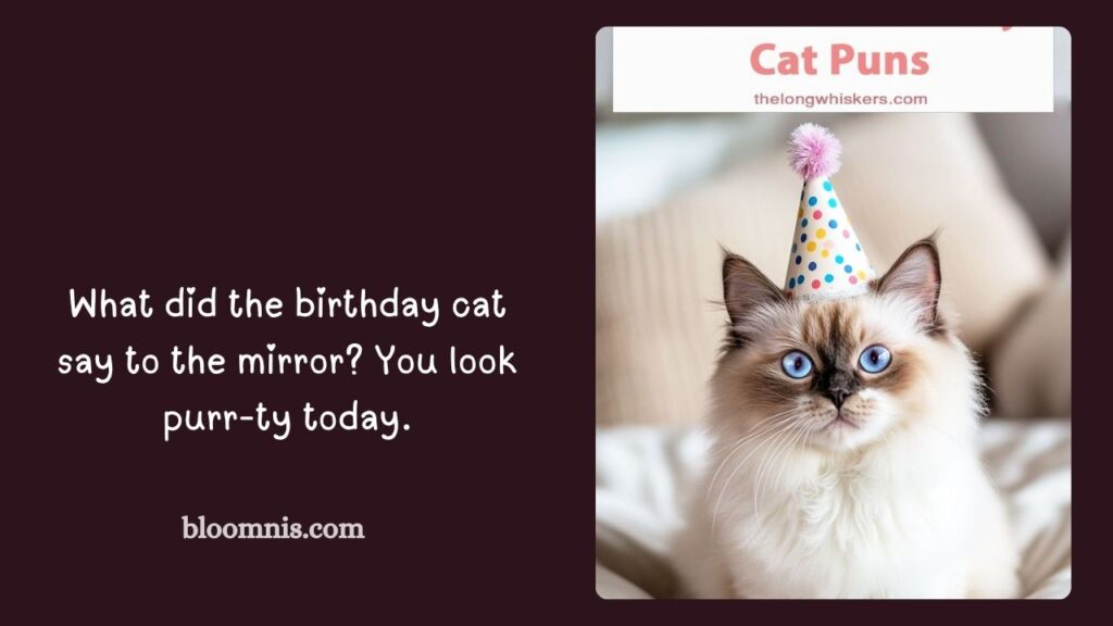 Birthday Wishes for Cats