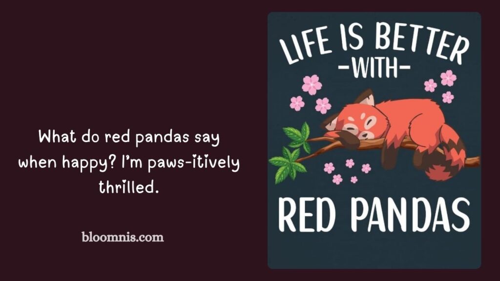 Punny Red Panda Birthday Lines